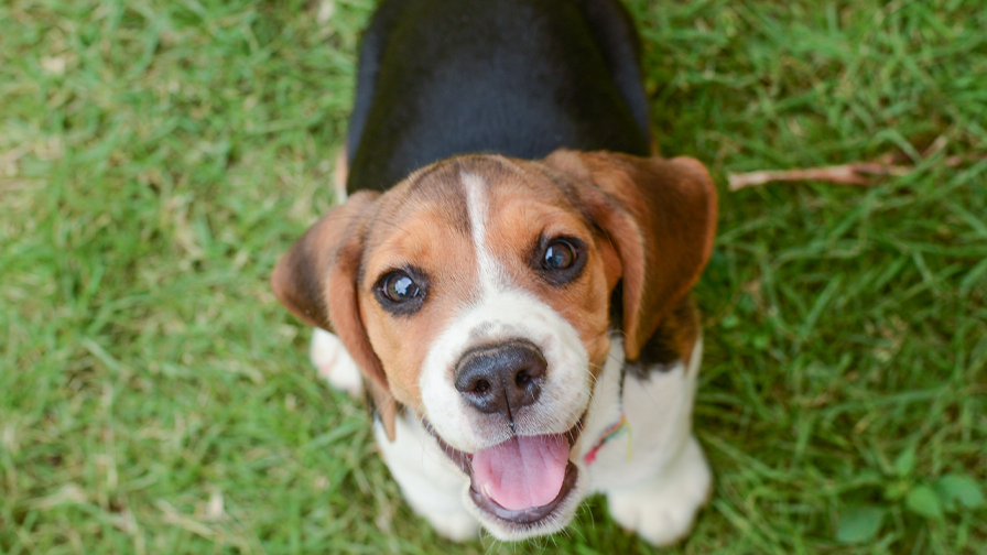 New EU Veterinary Medicines Regulation brings positive changes for animals  | Cruelty Free Europe