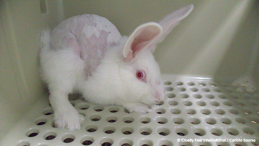 Almost two million animals used in experiments in Germany in 2020 | Cruelty  Free Europe