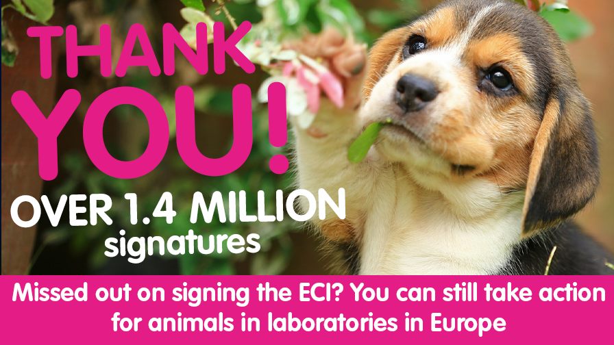 https://www.crueltyfreeeurope.org/