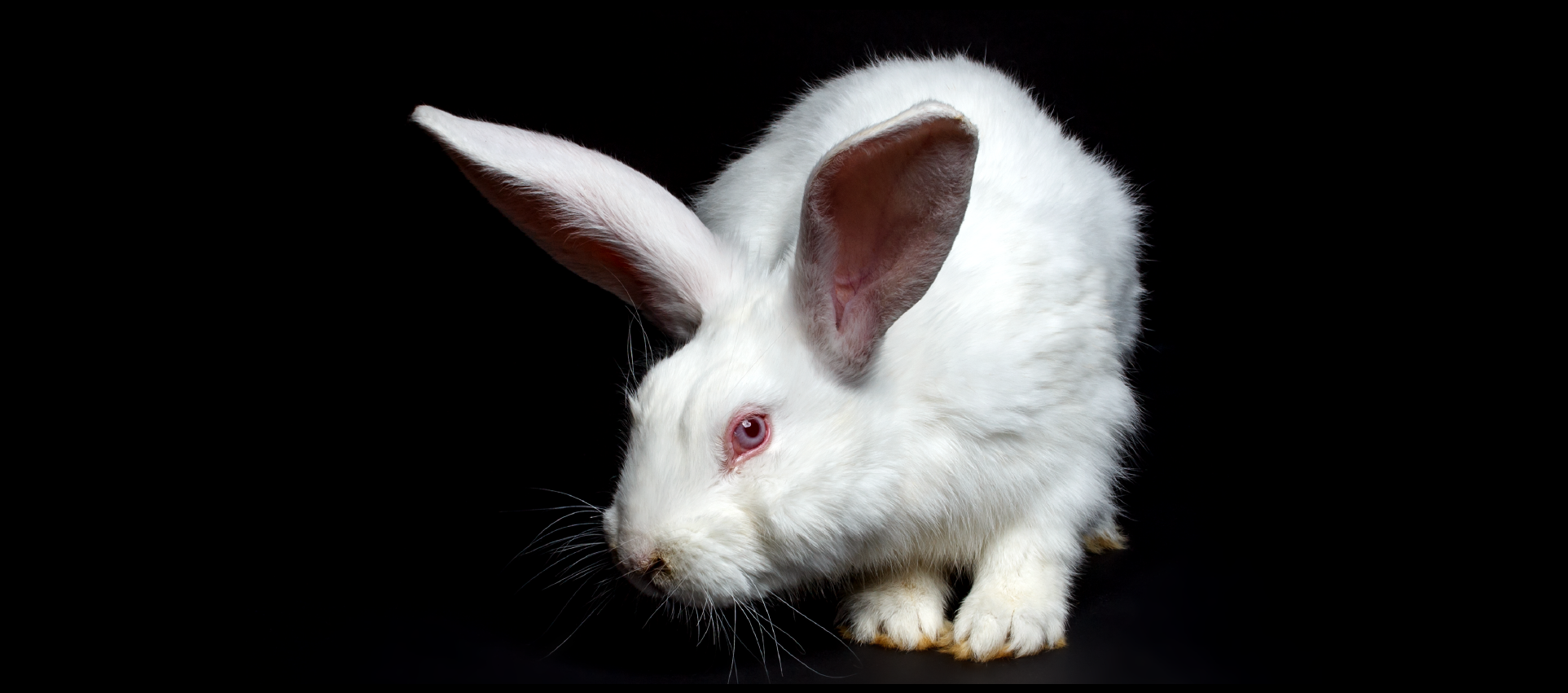 We call for EU to end animal testing for all final products | Cruelty Free  Europe