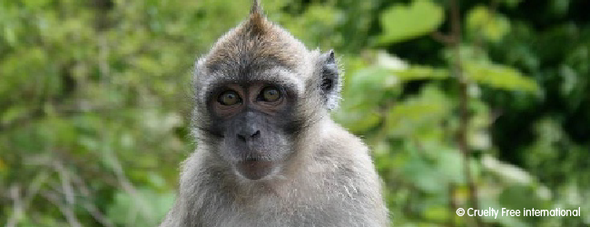 News from our Cruelty Free members: week of action against Mauritius monkey  trade | Cruelty Free Europe