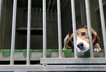 About Cruelty Free Europe | Cruelty Free Europe About Cruelty Free Europe | Cruelty Free Europe